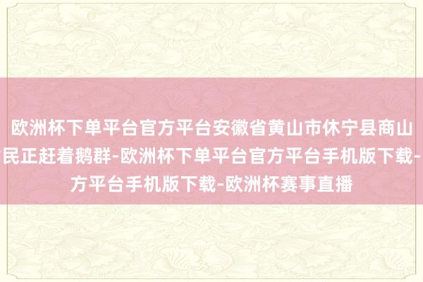 欧洲杯下单平台官方平台安徽省黄山市休宁县商山镇溪洲里一位村民正赶着鹅群-欧洲杯下单平台官方平台手机版下载-欧洲杯赛事直播